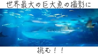 【巨大魚】単焦点レンズの使用方法が分かる動画！【一眼レフ】【α6500】