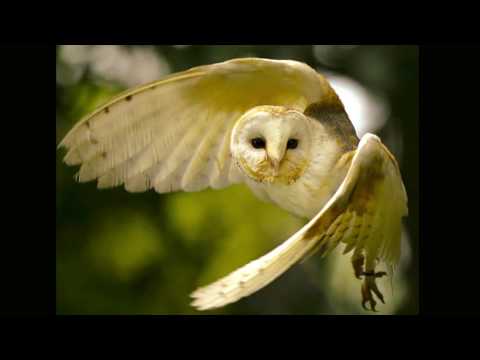 funny-owls-making-crazy-owl-sounds