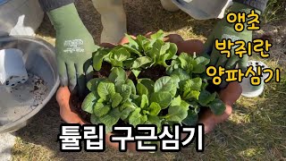 🌷#튤립구근심기,#정원 월동 준비,🪴앵초,박쥐란,🧅양파심기 🏚️#전원주택 창고 