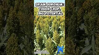 Grain Sorghum: Tough Crop, Big Potential