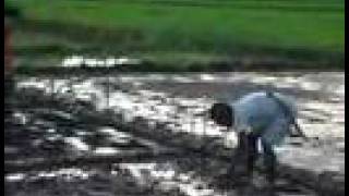 Rice planting experiment with charcoal enriched soil