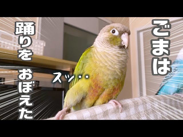 ごまはこうして踊りを覚えた！　ウロコインコ・ごま