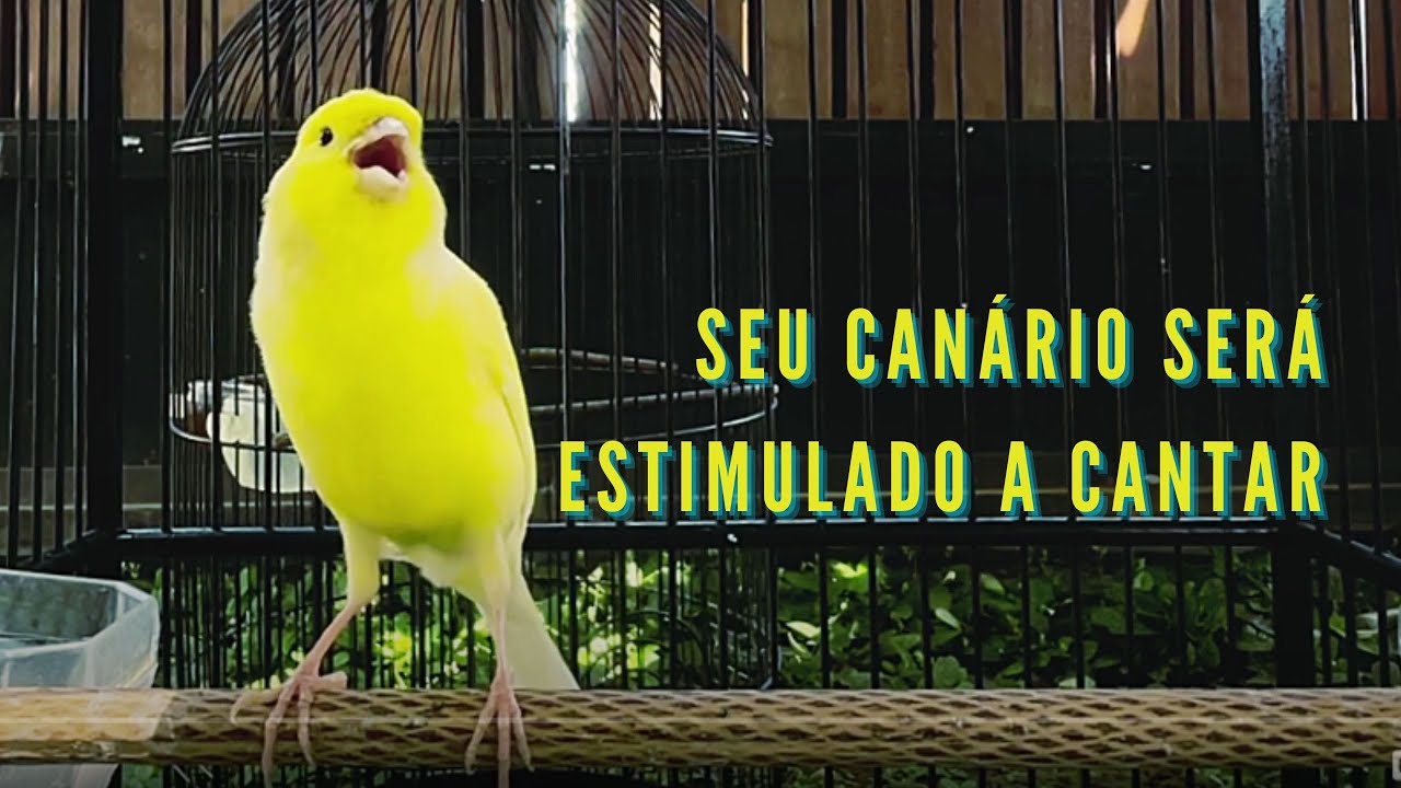 Canção de Canário Belga para Treinar Canários Jovens e Silenciosos a ...