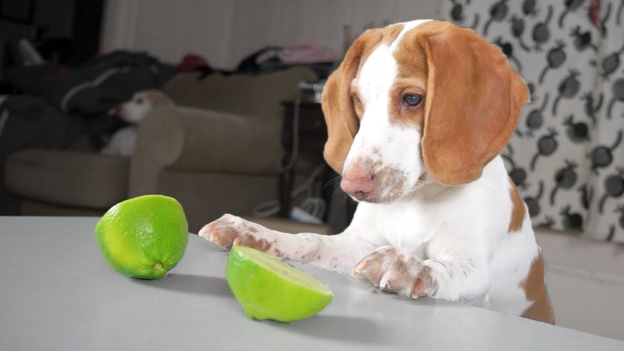 Cute Puppy vs Limes Cute Dogs Potpie & Maymo YouTube