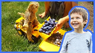 Toy Construction Trucks Pick Blueberries