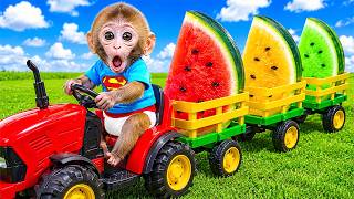 Baby monkey Bonbon and T-Rex are building a LEGO Tree House in a watermelon farm.