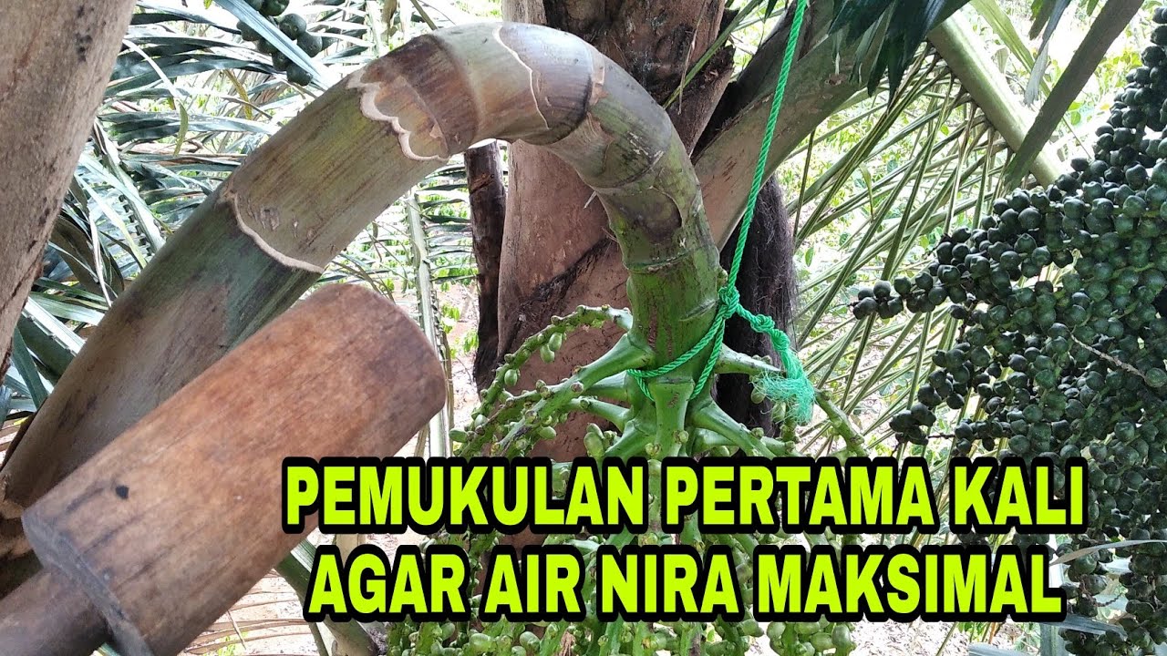 pemukulan pertama manggar bunga aren