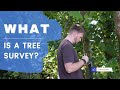 What is a tree survey?