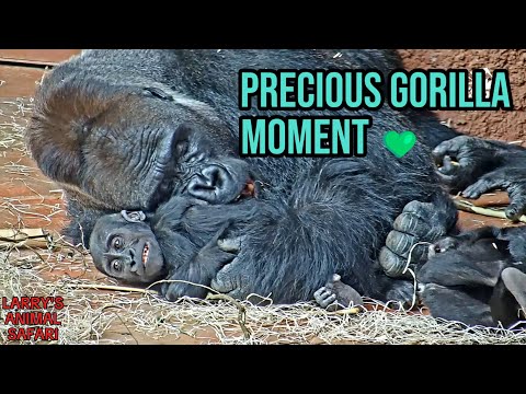 スワロフスキー　わんぱくゴリラ　YOUNG GORILLA hqdefault.jpg