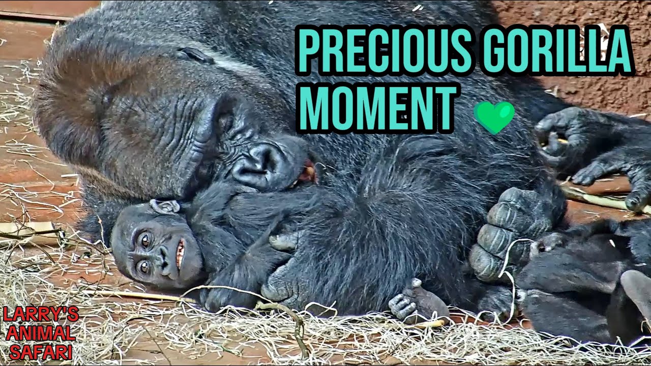 スワロフスキー　わんぱくゴリラ　YOUNG GORILLA maxresdefault.jpg