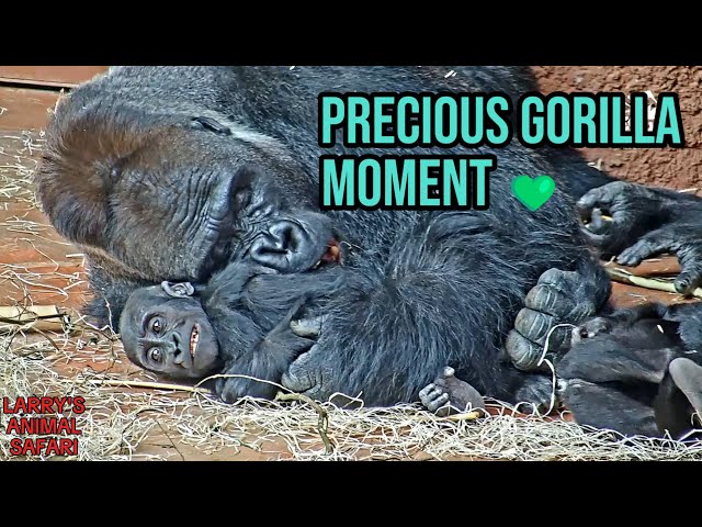 Gentle Silverback with Baby Gorillas 💚 So Calm & Sweet! - YouTube