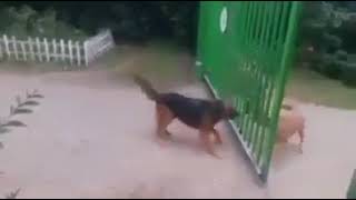Bunlar köpek değil,çakal bunlar..