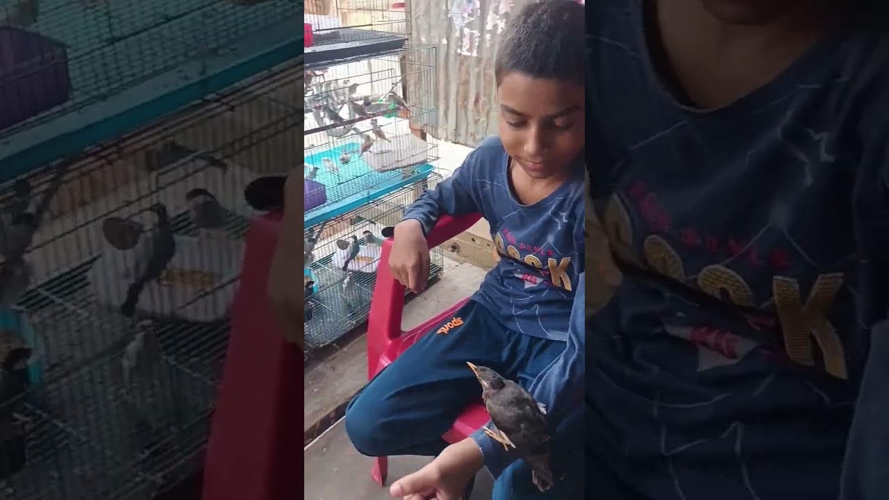 VIP PET SHOP ALINAGAR CHAURAHA MUBARAKPUR AZAMGARH UP 9455312515 