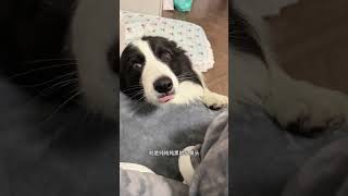 How to tell if it s a spirit pearl or a magic pill#My family s cute pet.#Border Collie#It