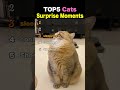 TOP5 Cats Surprise Moments