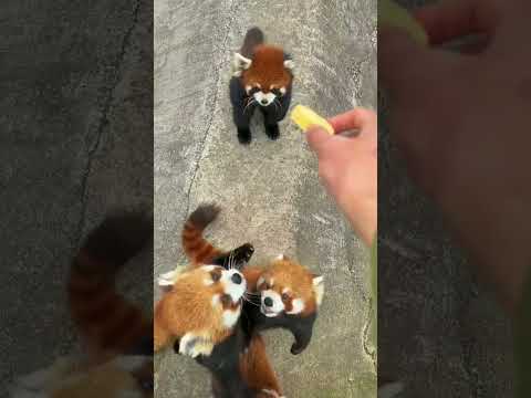 feeding red panda redpanda shorts