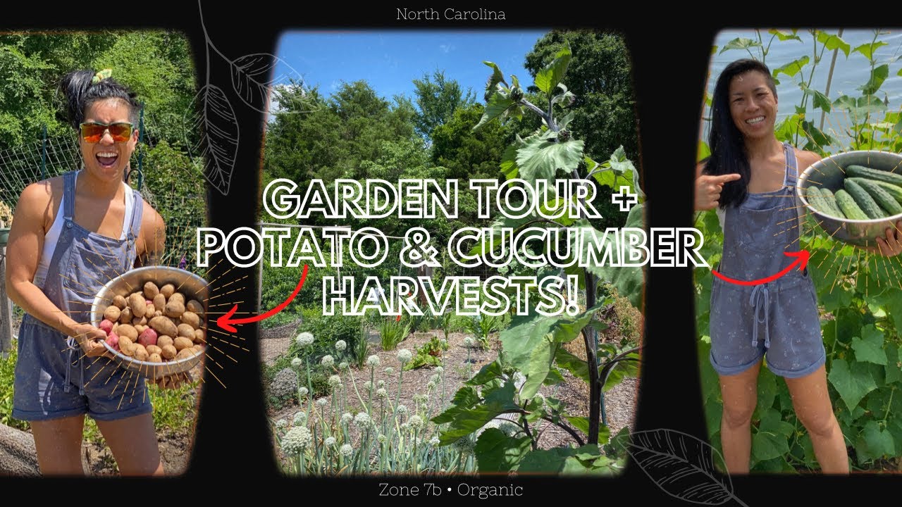 GARDEN TOUR + 🥒 CUCUMBER HARVEST + 🥔 POTATO HARVEST! NC Organic Garden