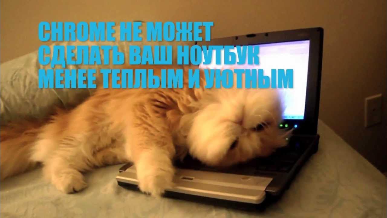 Хрома кот. Кот гуглит.