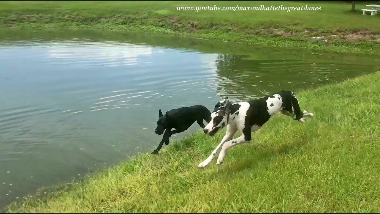 Perfect Music for Funny Mikey and Ellie the Great Danes' Greatest Race