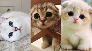 The CUTEST CAT BREEDS In The World 🐱 by ANIMAL TIKTOK 12,098 views 2 years ago 7 minutes