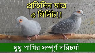 প্রতিদিন মাত্র ৫ মিনিটে ঘুঘু পাখির যত্ন | ঘুঘু পাখি পালন প্রতিদিনের যত্ন ও পরিচর্যা | Dove Bird care