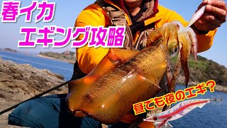 春イカエギング攻略 エギの使い分けでデカイカ捕獲 春でもディープタイプ 日中に予想外のカラーや重さでも釣果は変わる Youtube