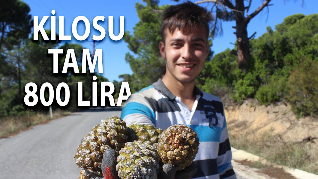 Köylüler Ölümü Göze Alarak Çıktıkları Çam Ağaçlarından Altın Değerinde Fıstık Topluyor