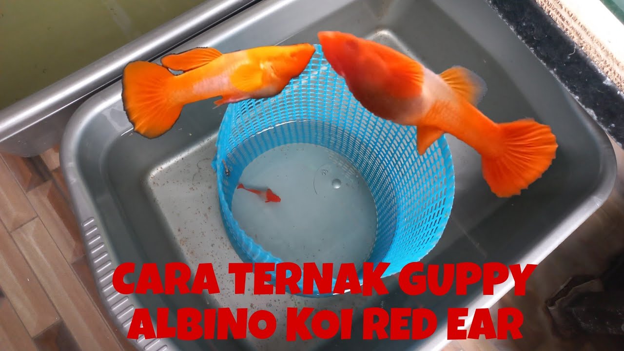 cara ternak guppy jenis albino koi red ear #guppy #guppyfish #guppyalbinokoi