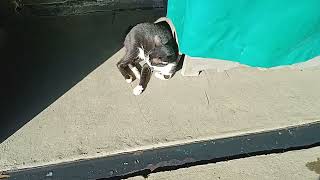 Download Lagu un pusa bow MP3 Download Lagu un pusa bow MP3