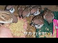 【最後までかわいいです】スズメにごはんを出した途端、ゲリラ豪雨に襲われました。