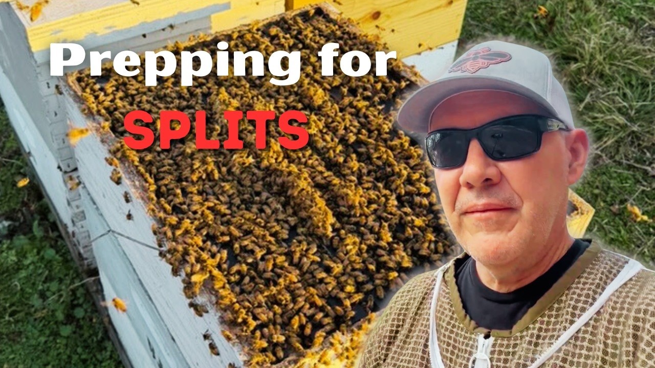 Стратегия раннего разделения ульев: что я проверяю перед разделением ульев.
