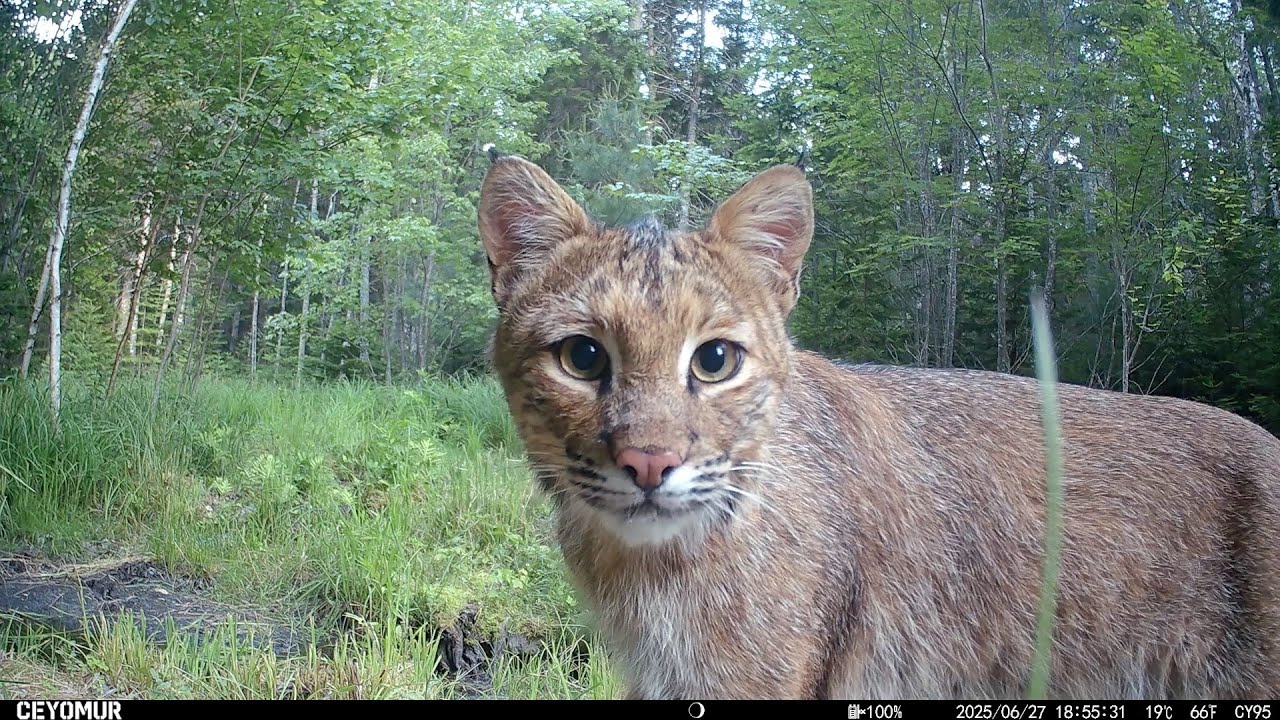 2025 Early Summer Downeast Maine wildlife from our Trail Cameras