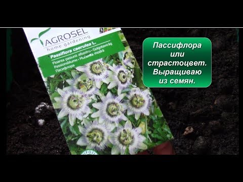 Пассифлора или страстоцвет. Выращиваю из семян.