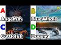 ABC Sea Animals song | Learn Alphabets | English and Animals for Kids | #anglerfish
