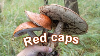 Mushroom Foraging #Shorts - 2021 - Red-capped scaber stalk | Leccinum aurantiacum | Rotkappe