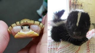 30+ новорожденных животных, на которых нельзя посмотреть и не улыбнуться 30+ новорожденных животных, на которых нельзя посмотреть и не улыбнуться