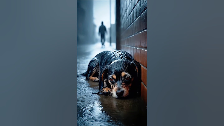 A Black Dog's Endless Wait… And the Stranger Who Finally Stopped❤️🐶