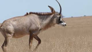 The Majestic Roan Antelope Second Largest Antelope In The World