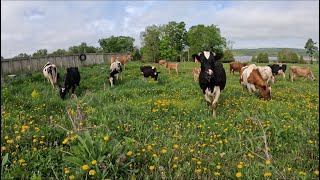 Who let the cows out!! Turning our 70 dairy cows out on pasture…