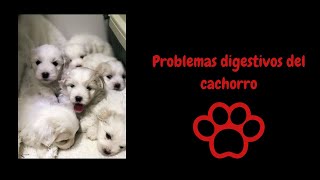 Problemas Digestivos Del Cachorro by Coton de Tulear 3,635 views 4 years ago 4 minutes, 57 seconds