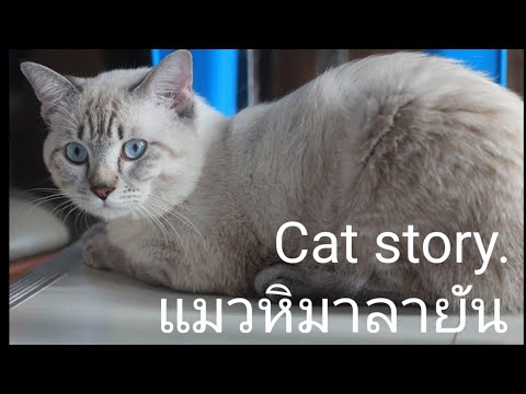 cat story ของ #แมวหิมาลายัน