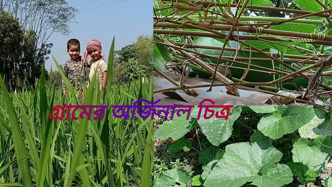 মোন কারা দৃশ্য গ্রামের অর্জিনাল চিত্র |Village bangla vlog | Village cooking | Village vlog 