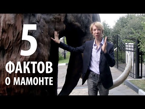 Топ 5 новых фактов о мамонте! Ярослав Попов | Палеонтологические истории
