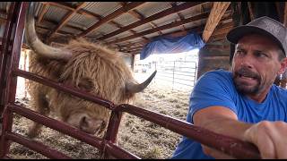 One of My CLOSEST Calls Yet! 😳🐂 | Highland Preg Checks