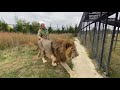 Как лев-вожак ходил к другим львам В ГОСТИ!