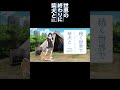 白柴犬と黒柴犬に嫉妬される柴犬 #shorts 【世界の終わりに柴犬と切り抜き / アニメ / 漫画】