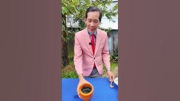 Tóc Bạc Sớm Bạc Lâu Năm Đen Trở Lại Khi Làm Cách Này #shorts