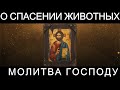 Prayer To The Lord For The Salvation And Health Of Animals 