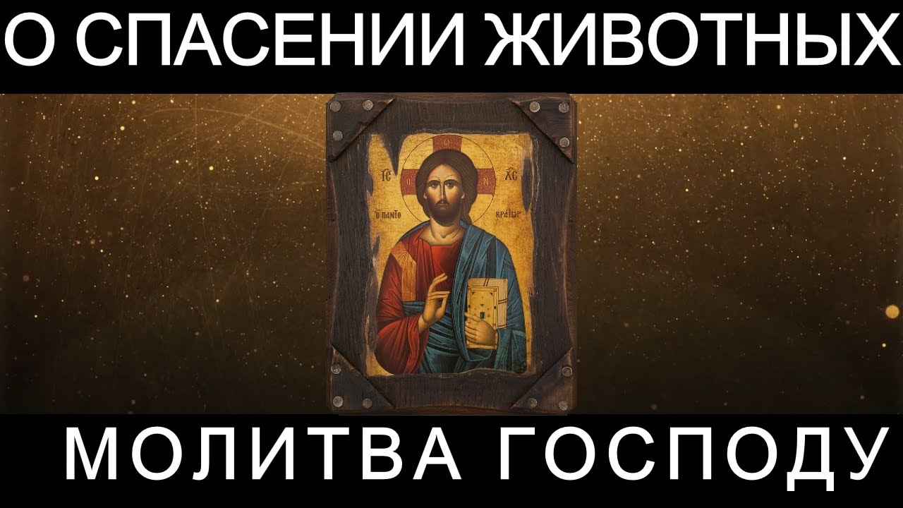 Смотреть видео