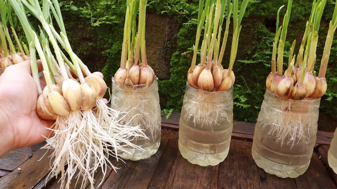 How to grow garlic in water, get lots of roots and quickly harvest YouTube